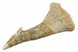 Fossil Sawfish (Onchopristis) Rostral Barb - Morocco #285524-1